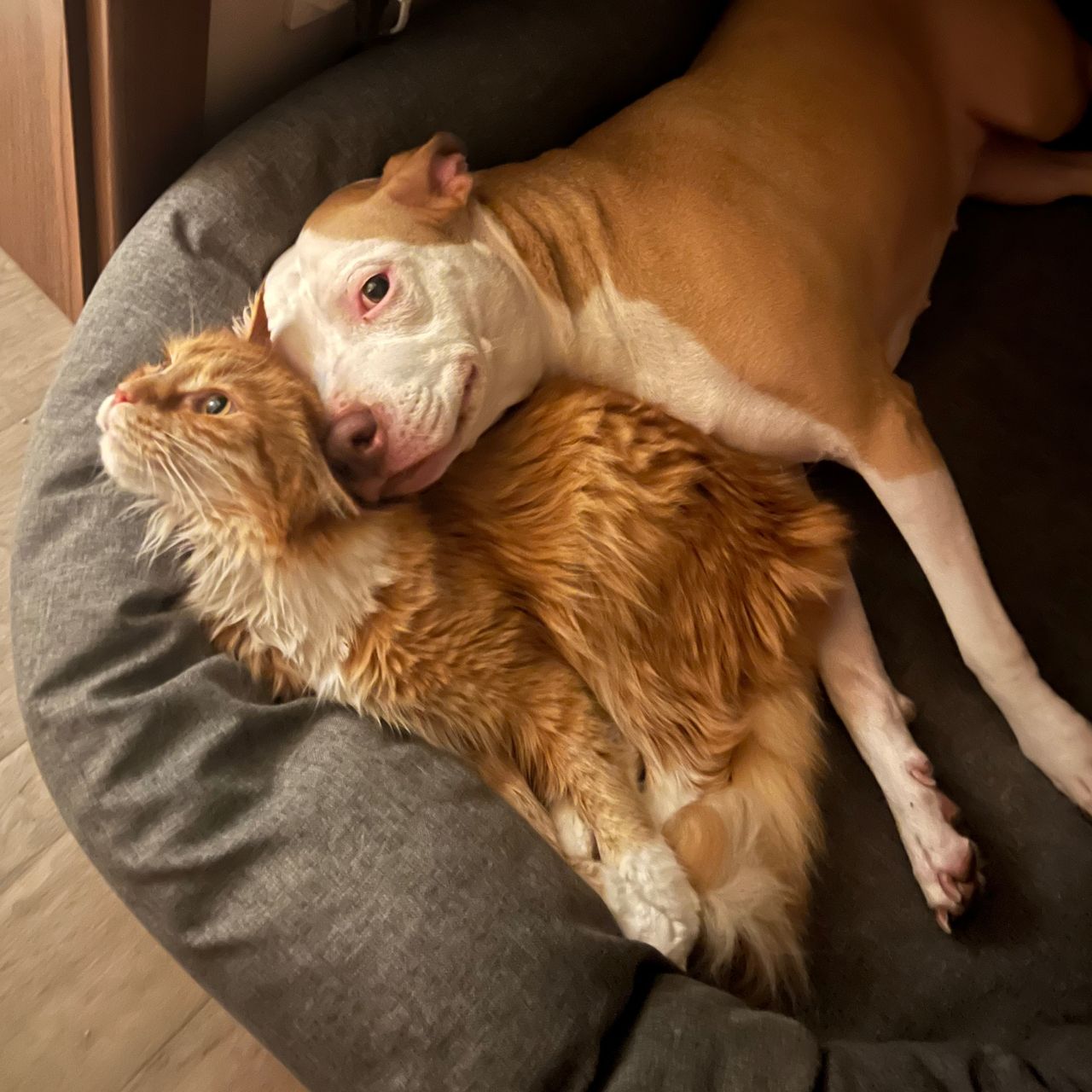 Soutěžní fotografie - Dorota,  Americký stafordširský terier