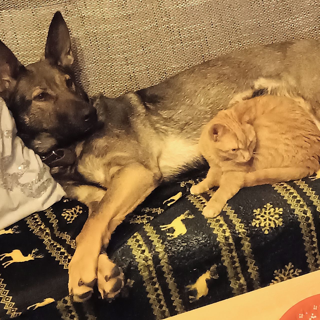 Soutěžní fotografie - Cessie,  Německý ovčák