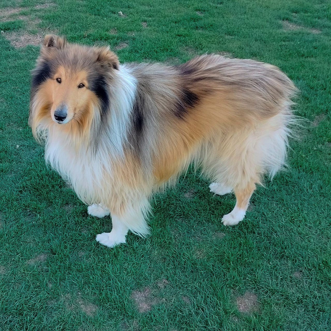 Soutěžní fotografie - Elvis,  Kolie dlouhosrstá