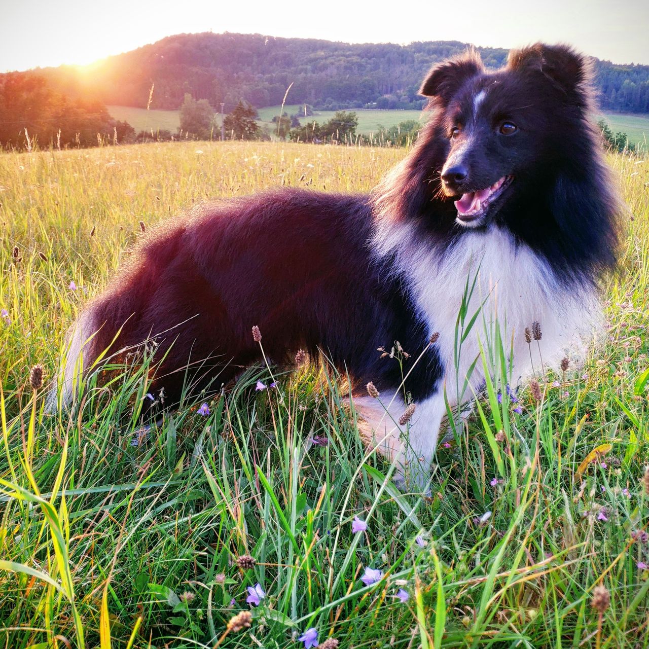 Soutěžní fotografie - Verdi pod Borovů Horů,  Sheltie