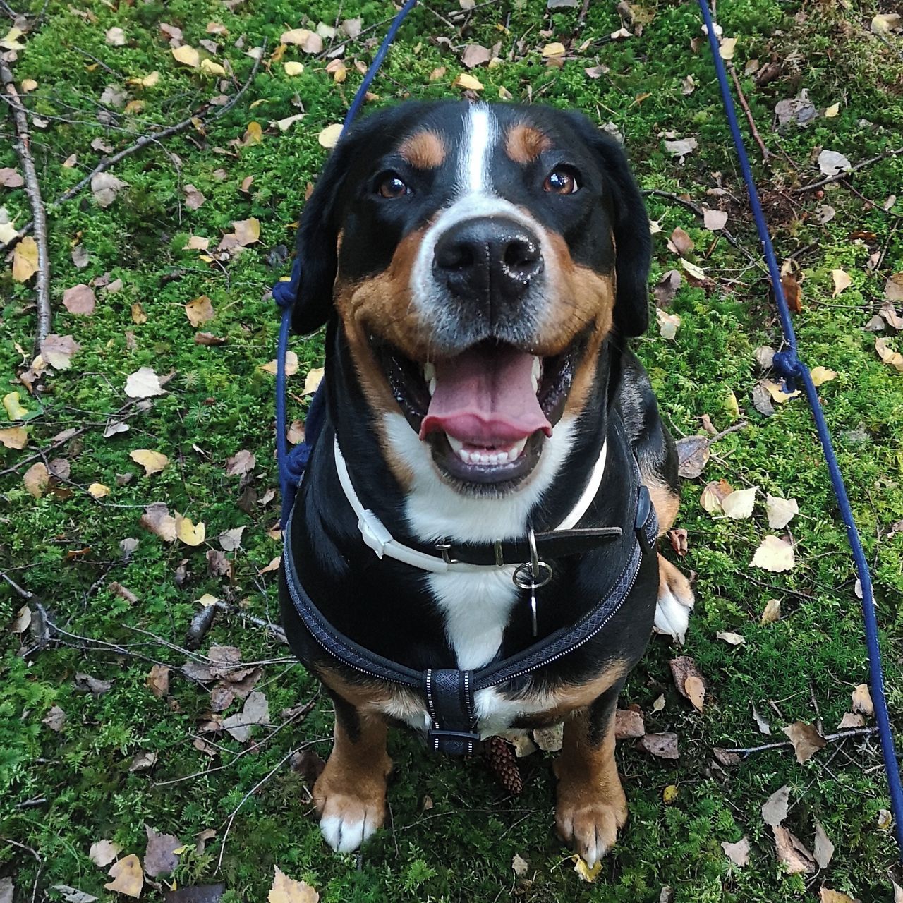 Soutěžní fotografie - Ema,  Velký švýcarský salašnický pes