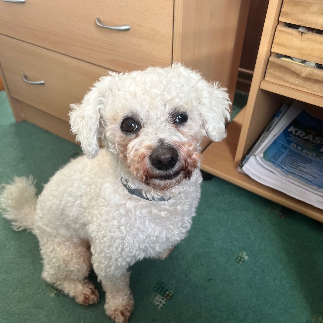 Soutěžní fotografie - Tobby,  Bišonek