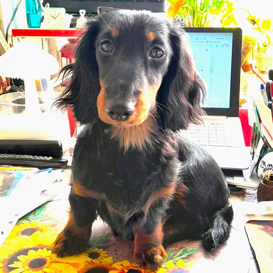 Soutěžní fotografie - ZORKA,  Jezevčík