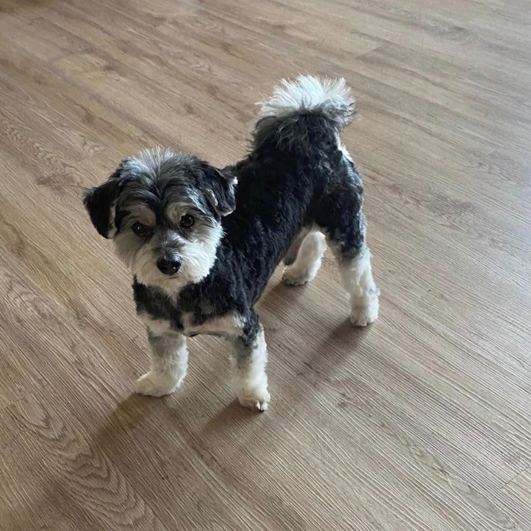 Soutěžní fotografie - Čip,  Havanský psík