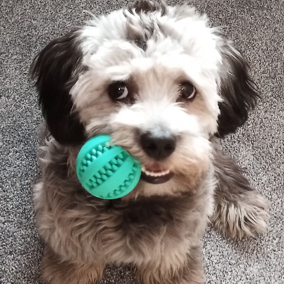 Soutěžní fotografie - Xindl X,  Boloňský psík