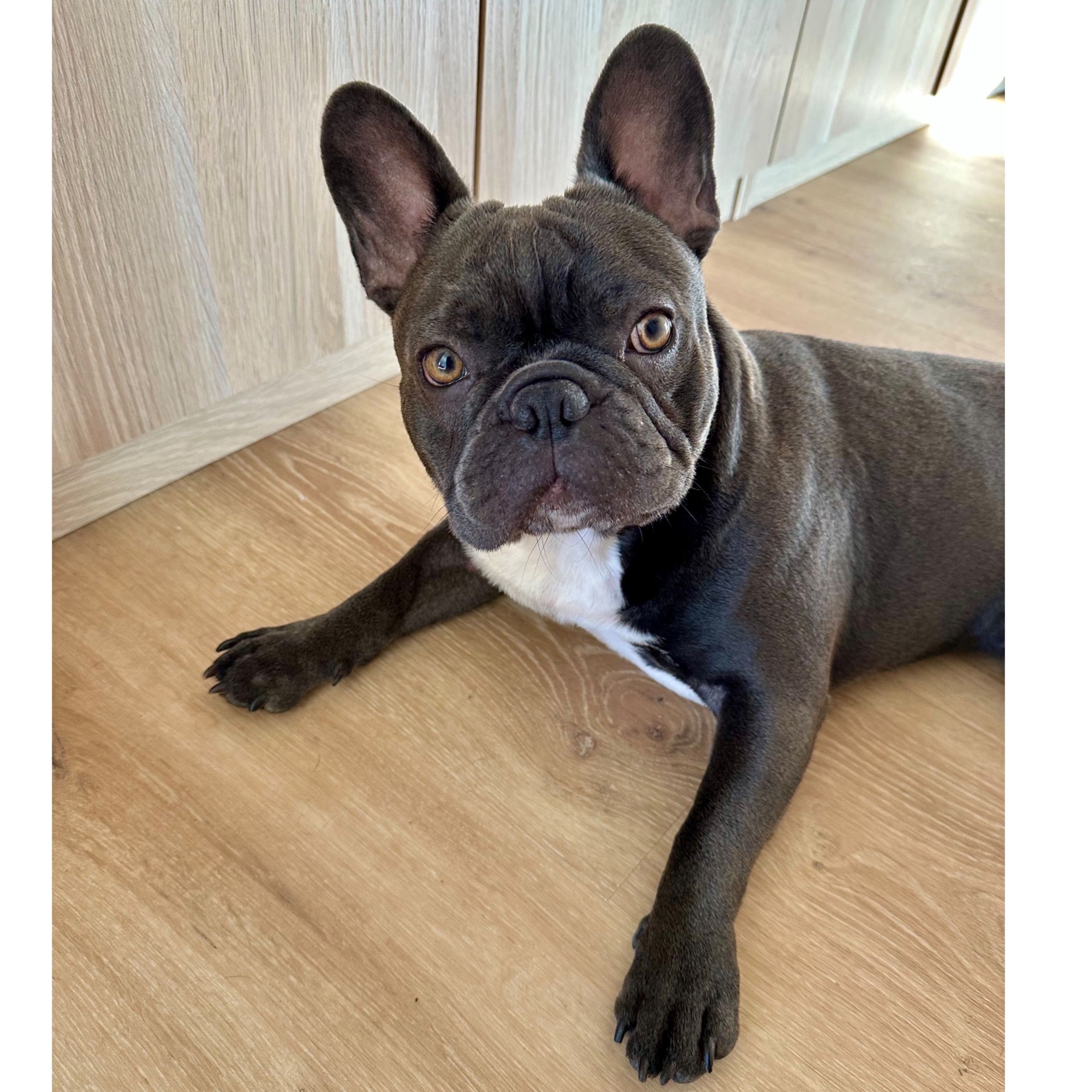 Soutěžní fotografie - Eda,  Francouzský buldoček