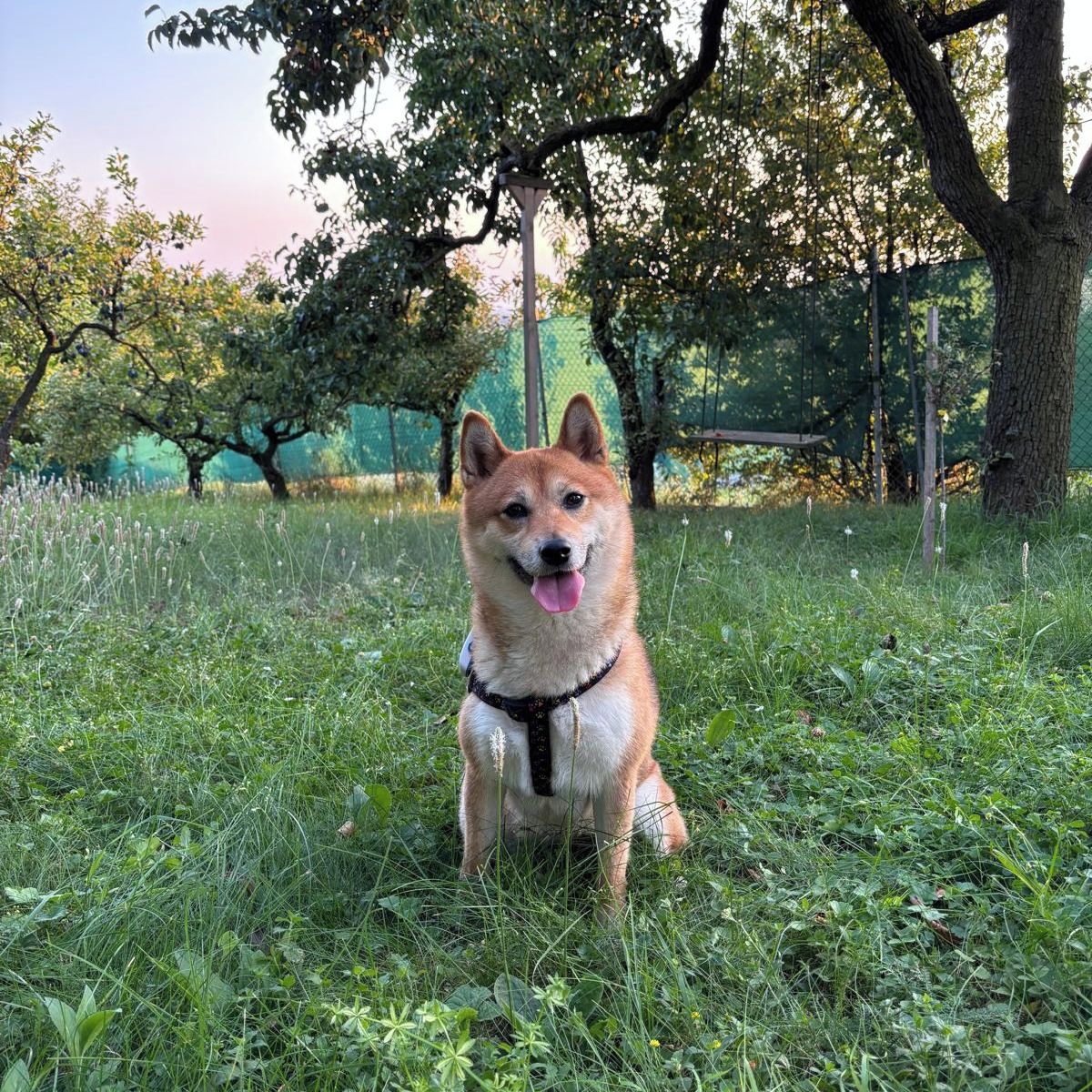 Soutěžní fotografie - Poppy,  Shiba