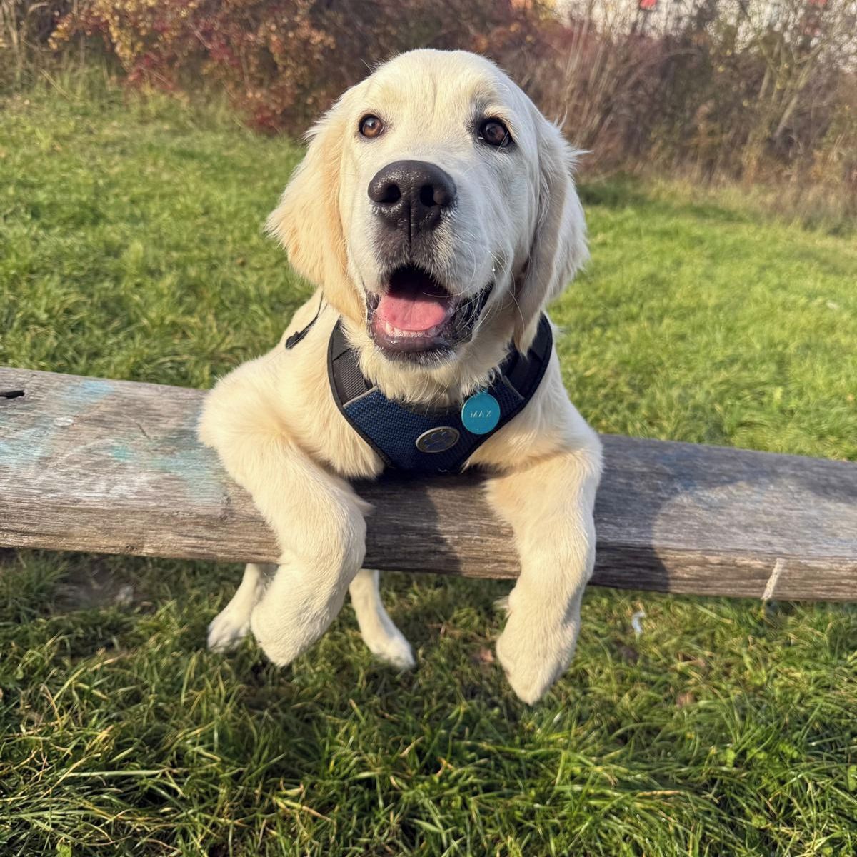 Soutěžní fotografie - Maxík,  Zlatý retriever