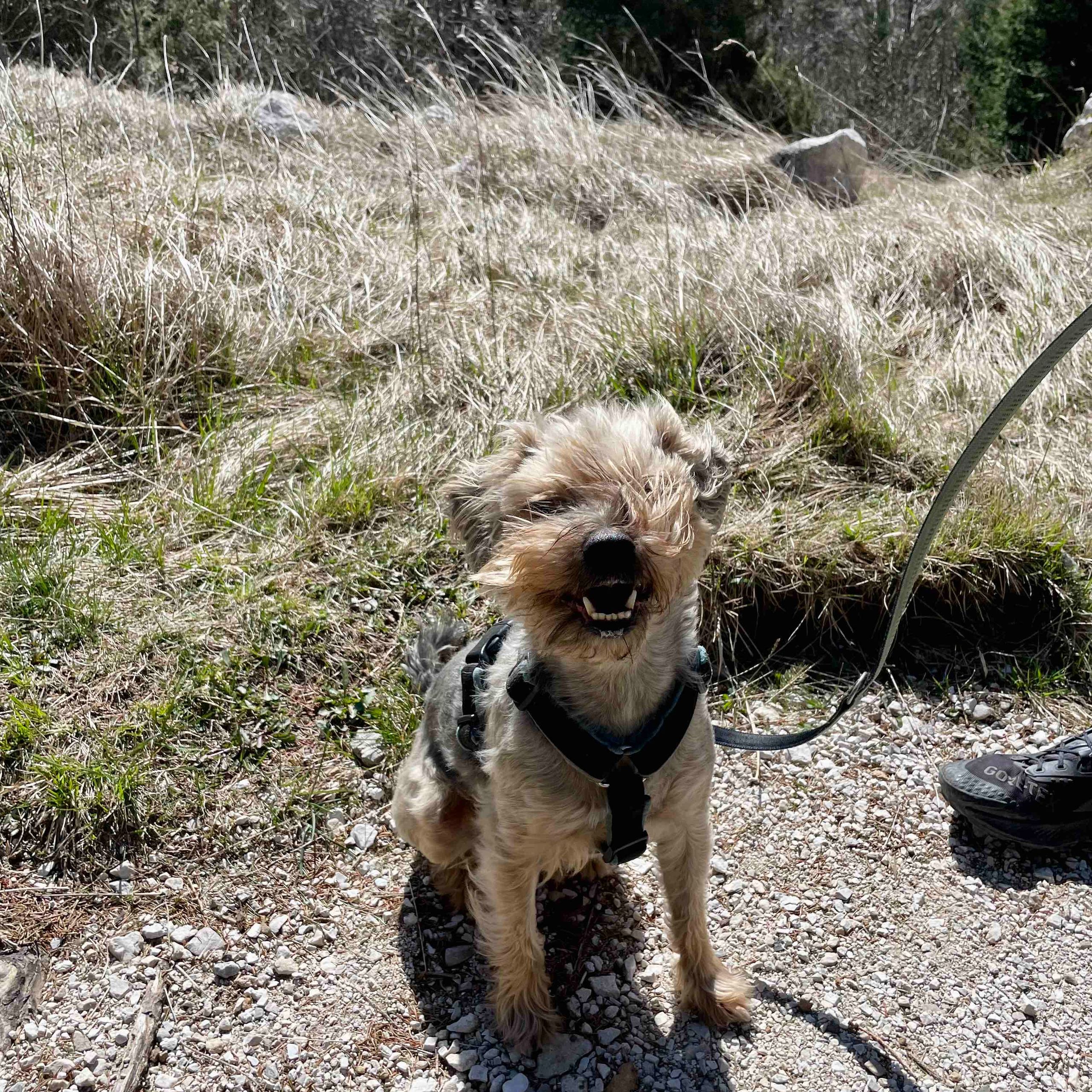 Soutěžní fotografie - Dobby,  Border terier