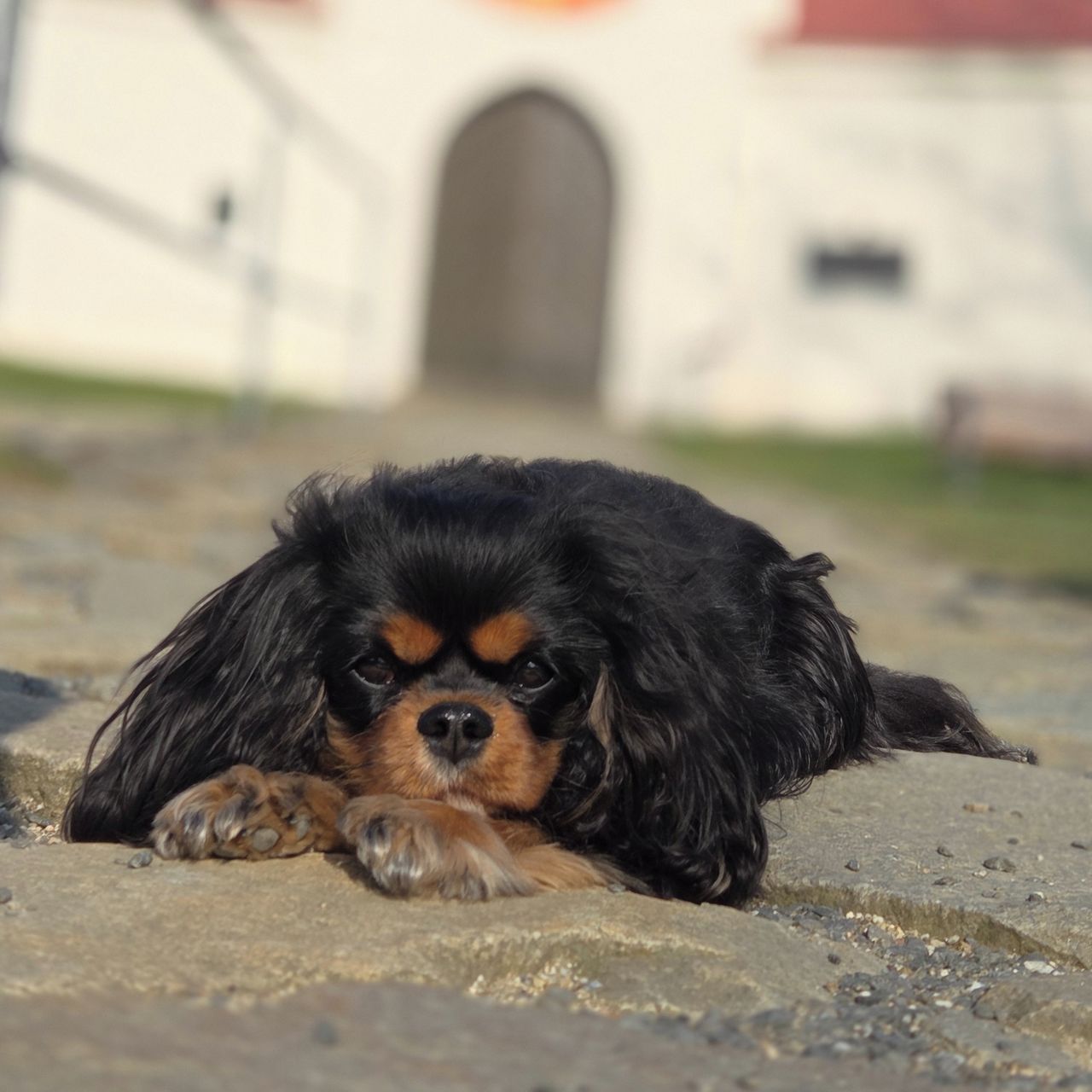 Soutěžní fotografie - Windy,  King Charles španěl