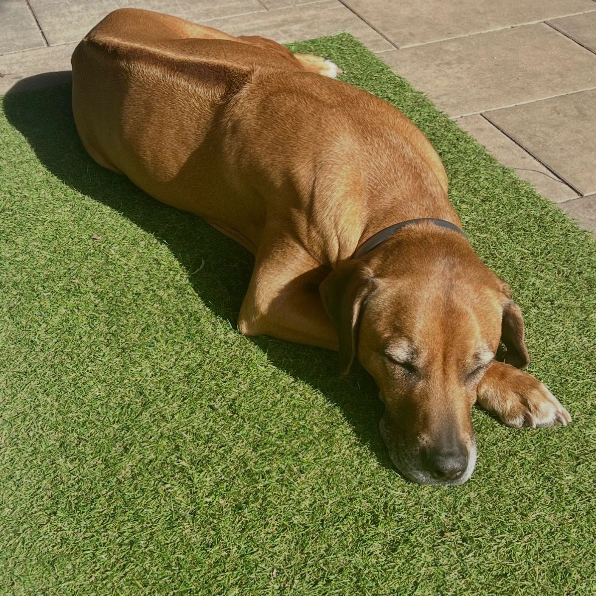 Soutěžní fotografie - Theodor - Andy,  Rhodéský ridgeback