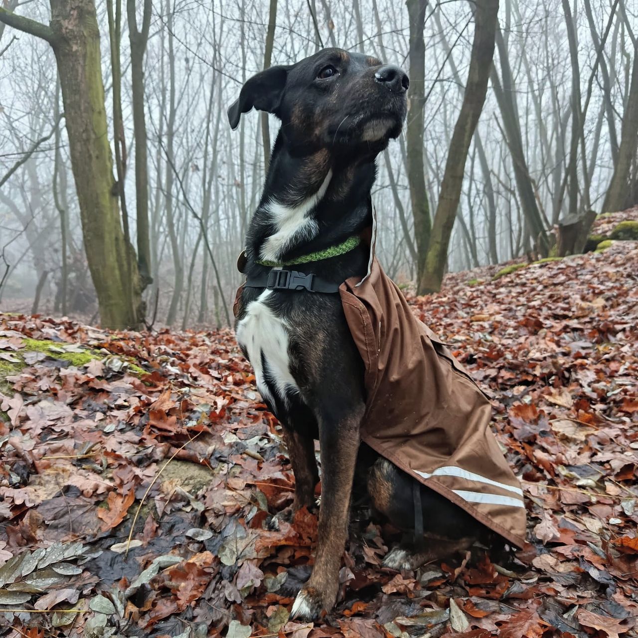 Soutěžní fotografie - Kim,  Ostatní