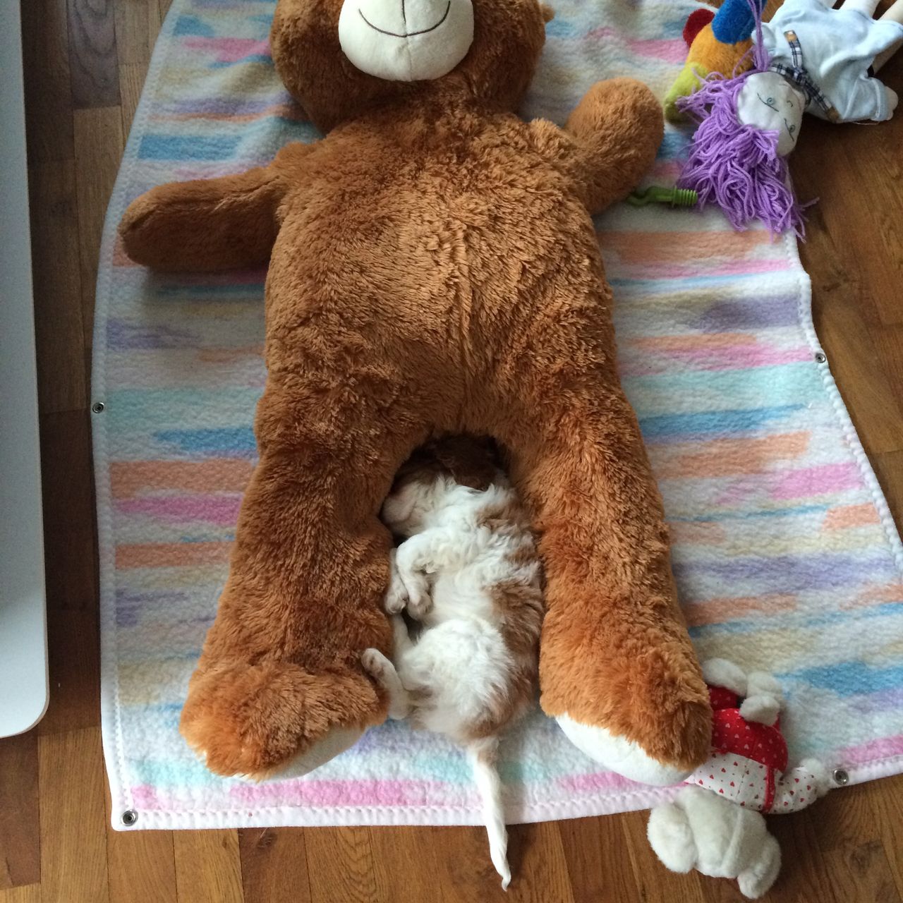 Soutěžní fotografie - Ashley,  Kavalír King Charles španěl