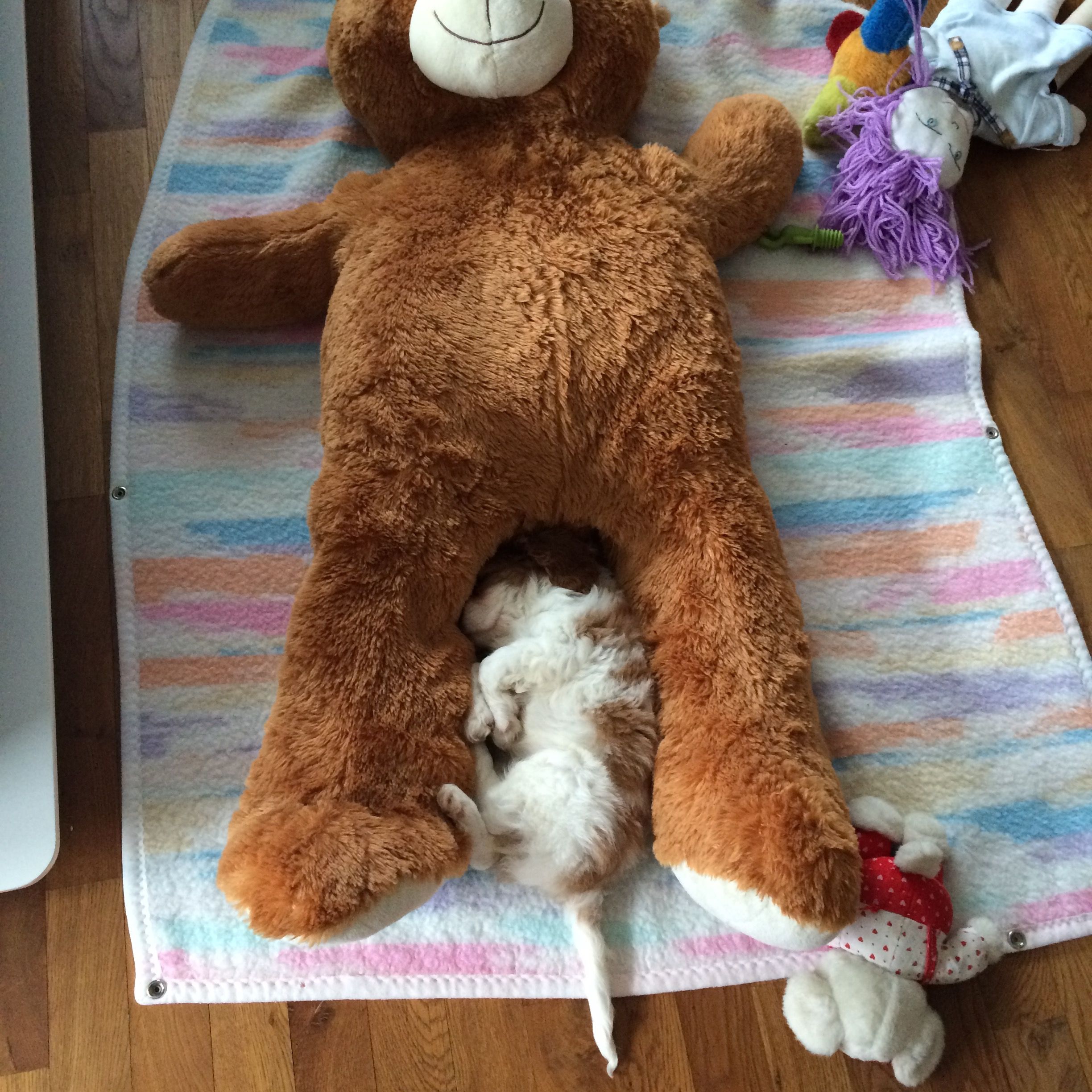 Soutěžní fotografie - Ashley,  Kavalír King Charles španěl