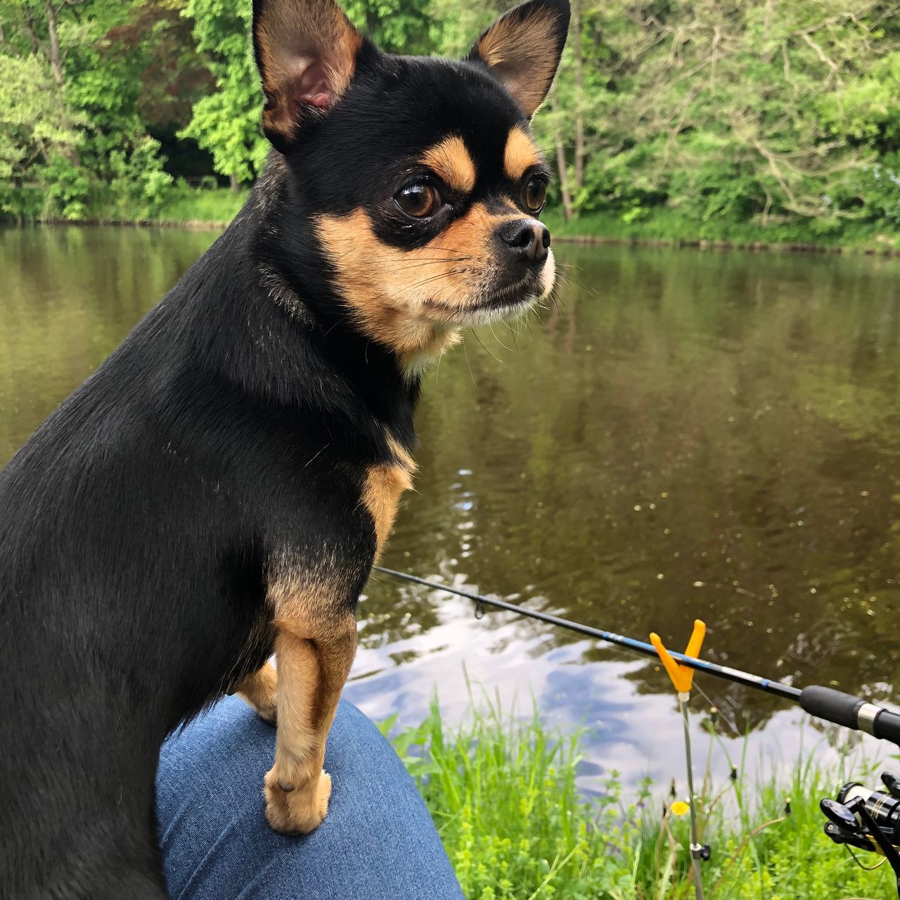 Soutěžní fotografie - Luis,  Čivava