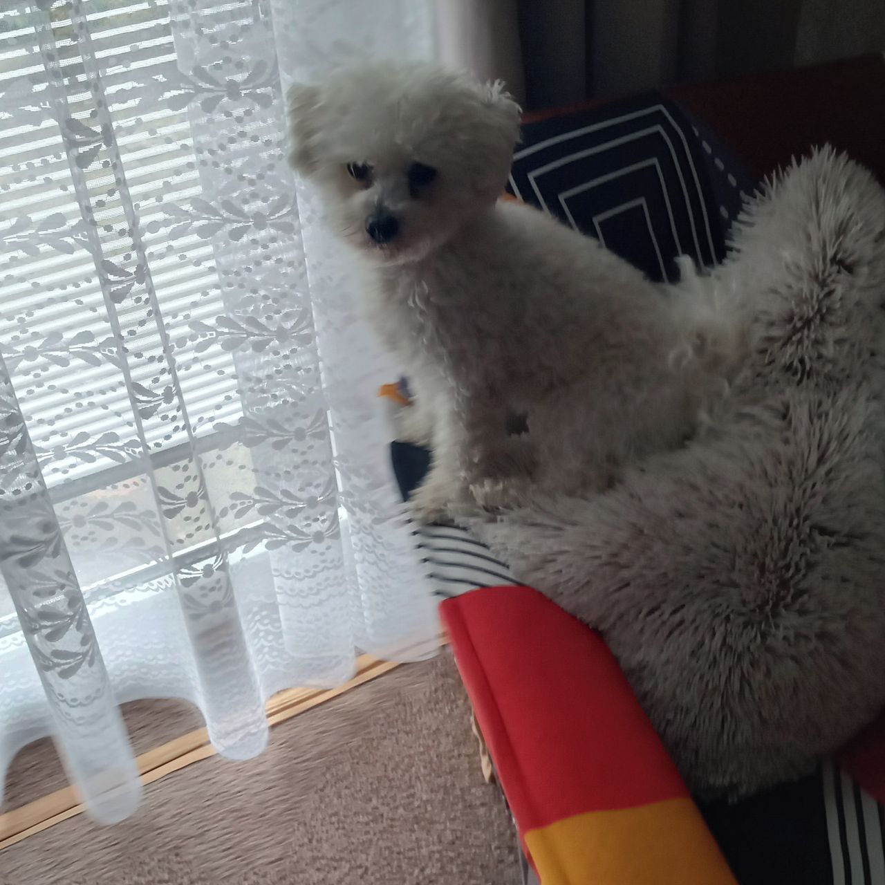 Soutěžní fotografie - Gaja,  Bišonek