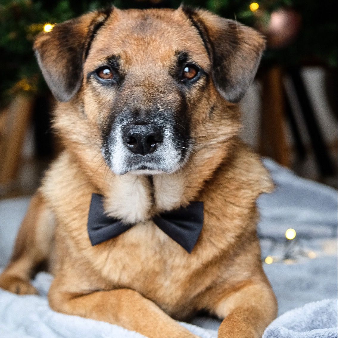 Soutěžní fotografie - Loki,  Ostatní