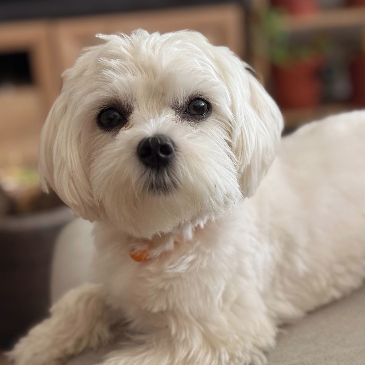 Soutěžní fotografie - Archie,  Maltézský psík