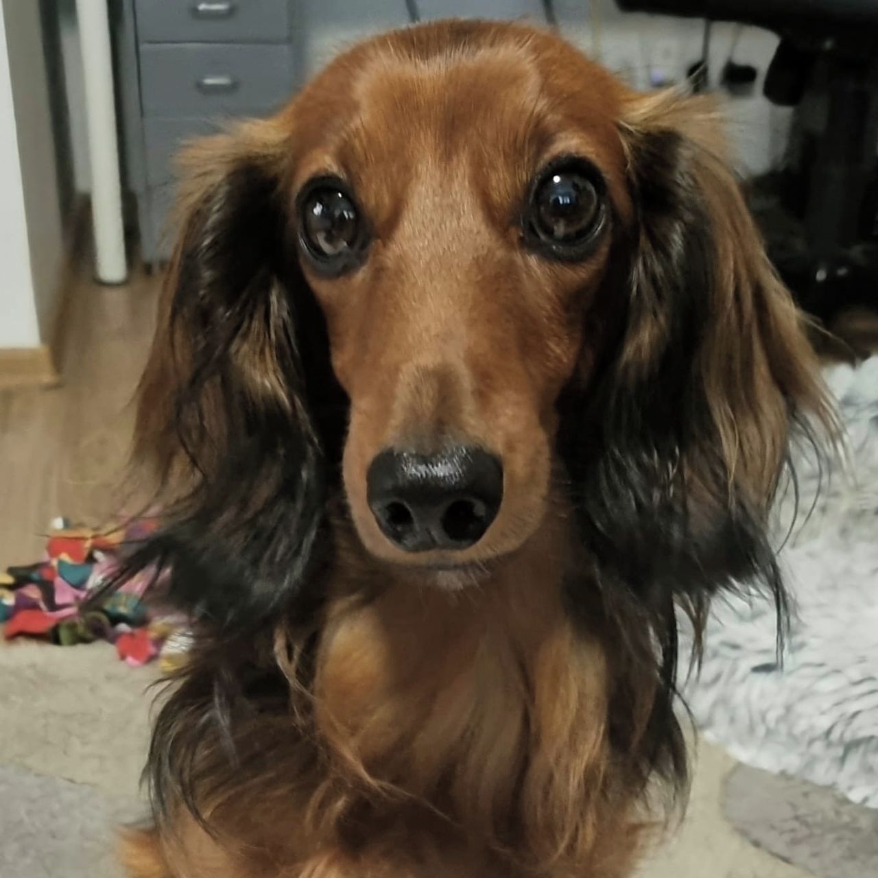 Soutěžní fotografie - Tobík,  Jezevčík