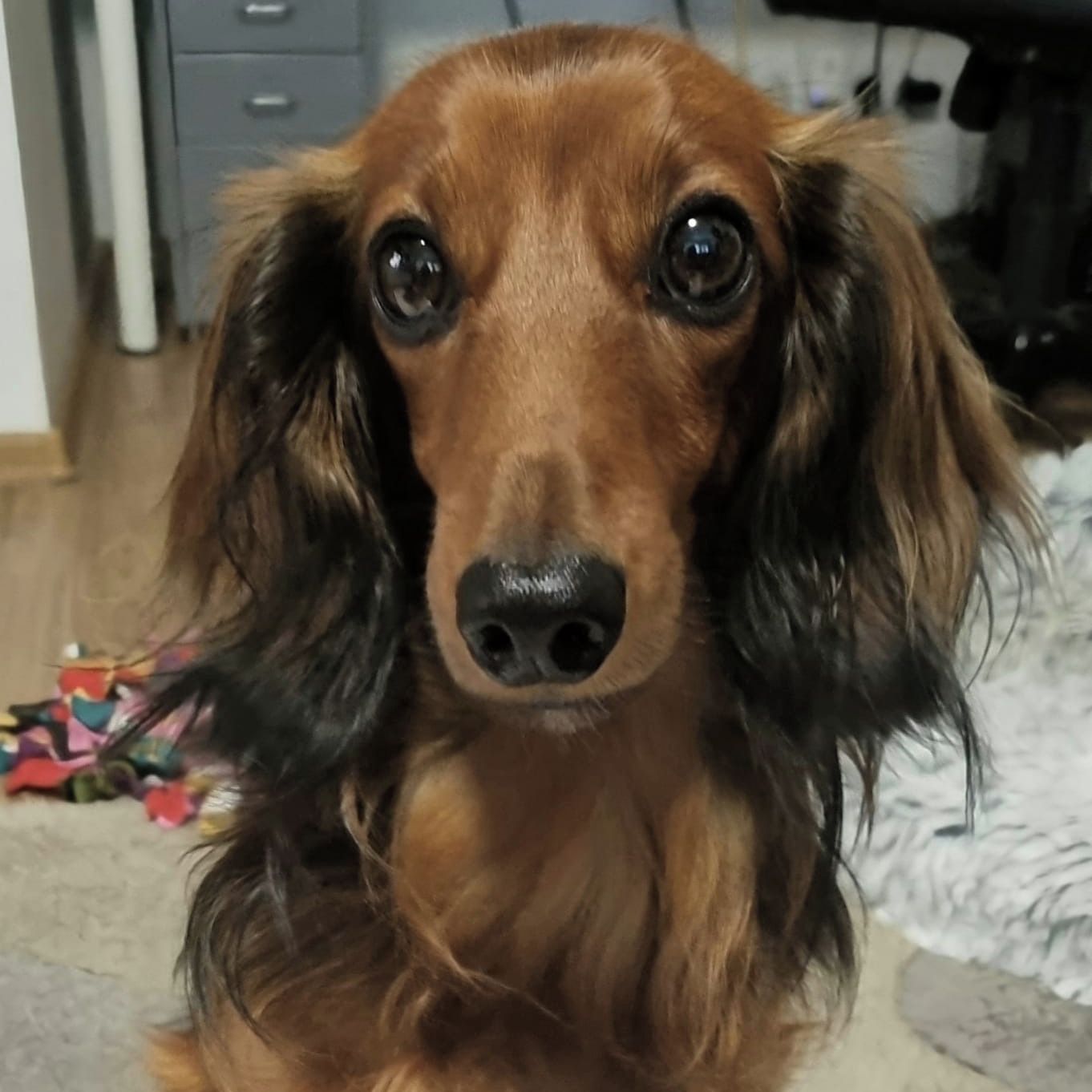 Soutěžní fotografie - Tobík,  Jezevčík