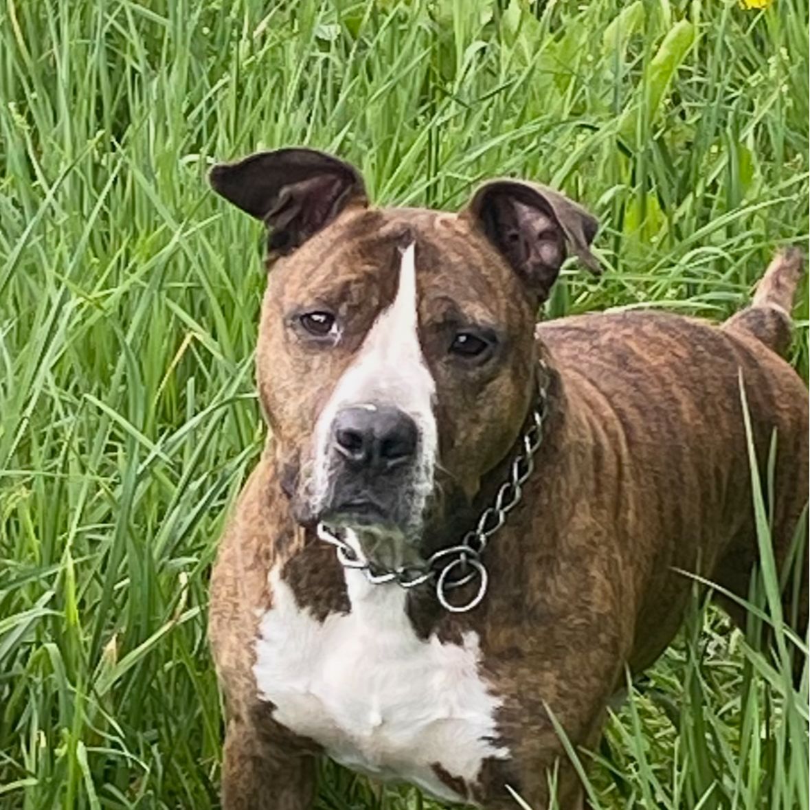 Soutěžní fotografie - Zgibar,  Americký stafordširský terier