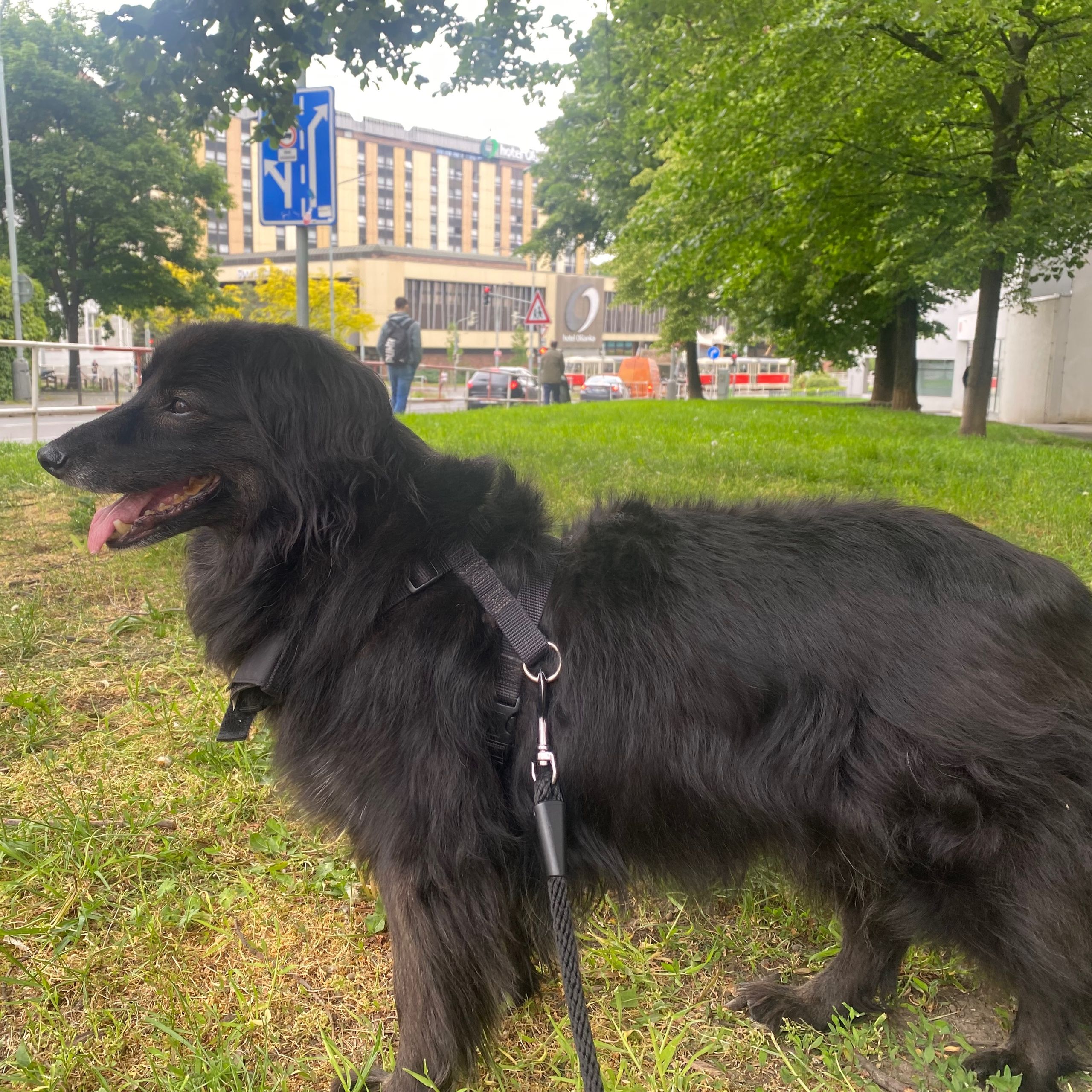 Soutěžní fotografie - Mimi,  Ostatní