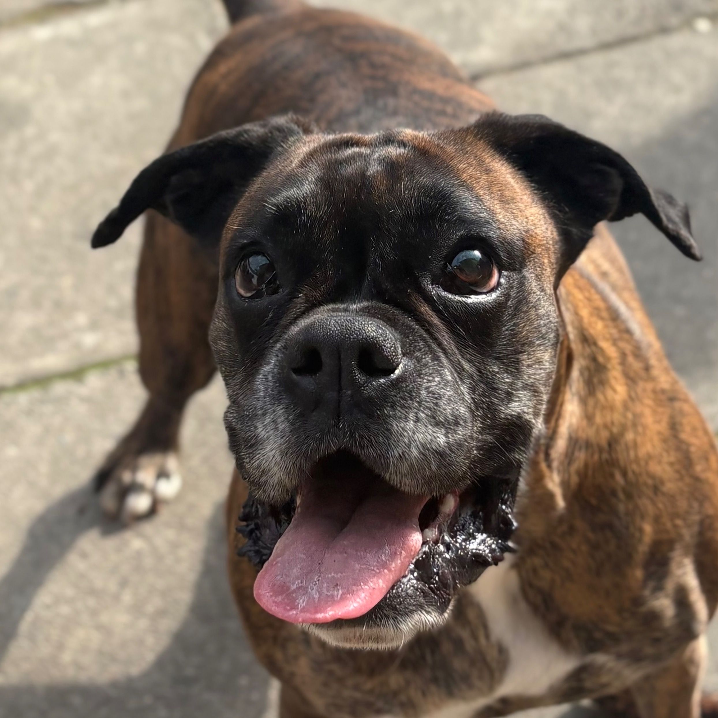 Soutěžní fotografie - Lili,  Německý boxer