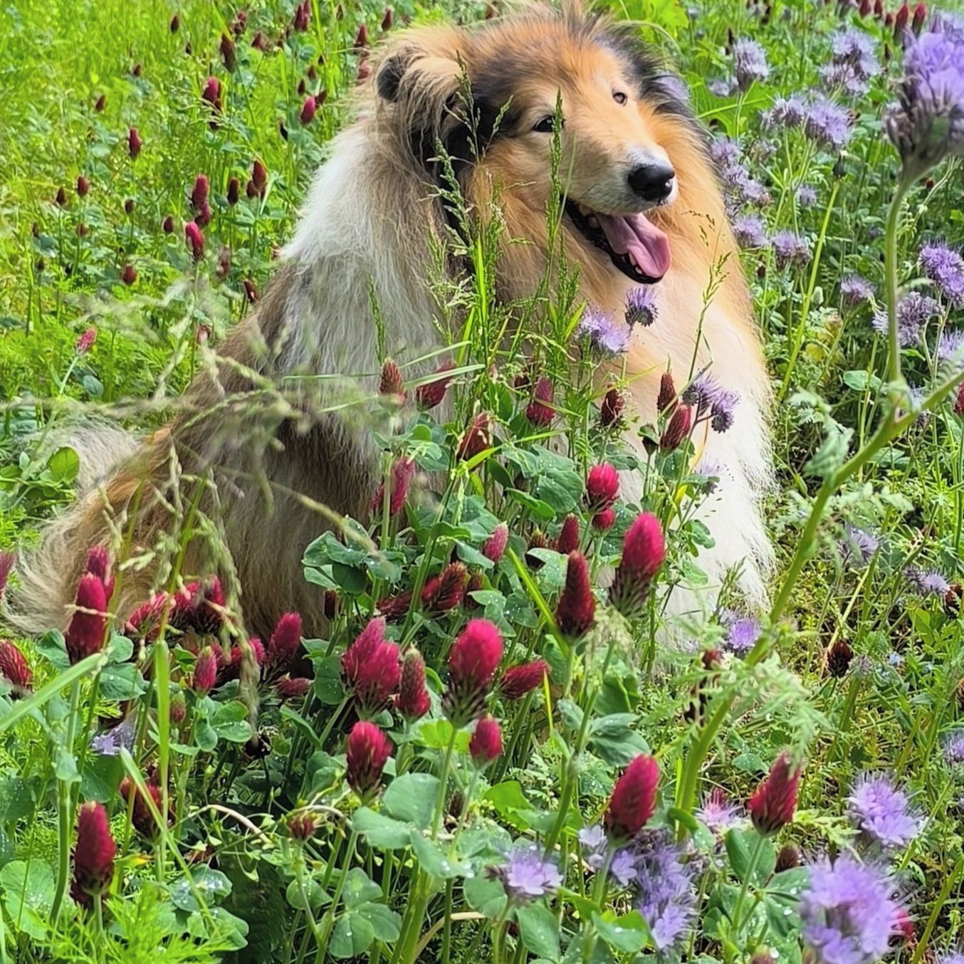 Soutěžní fotografie - Larry,  Kolie dlouhosrstá