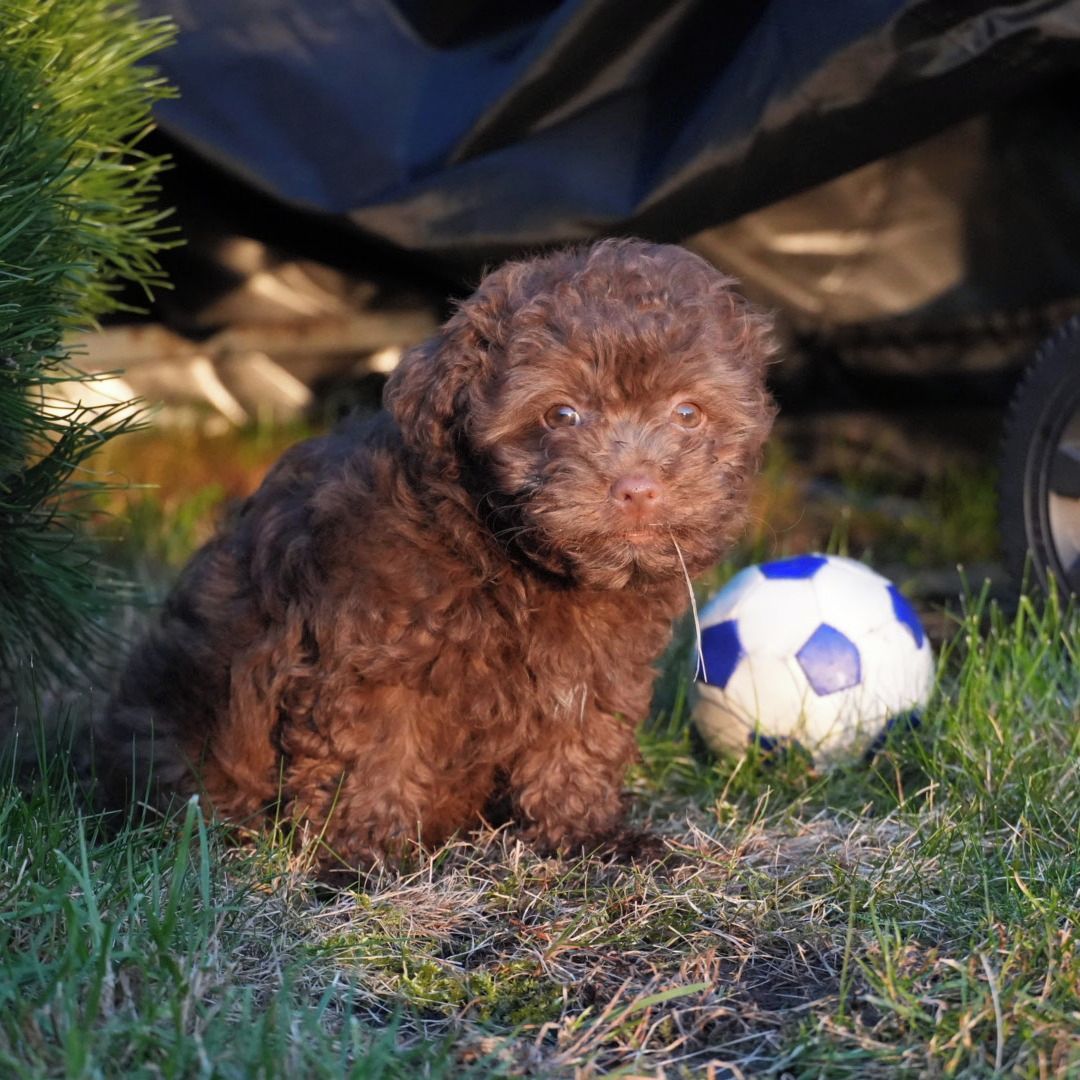 Soutěžní fotografie - Betynka,  Boloňský psík