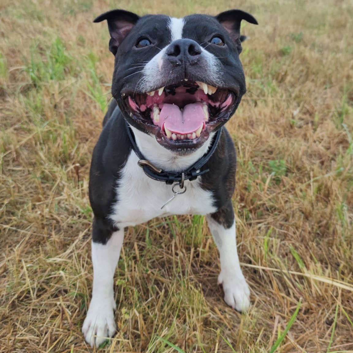 Soutěžní fotografie - Lucky,  Stafordšírský bullterier