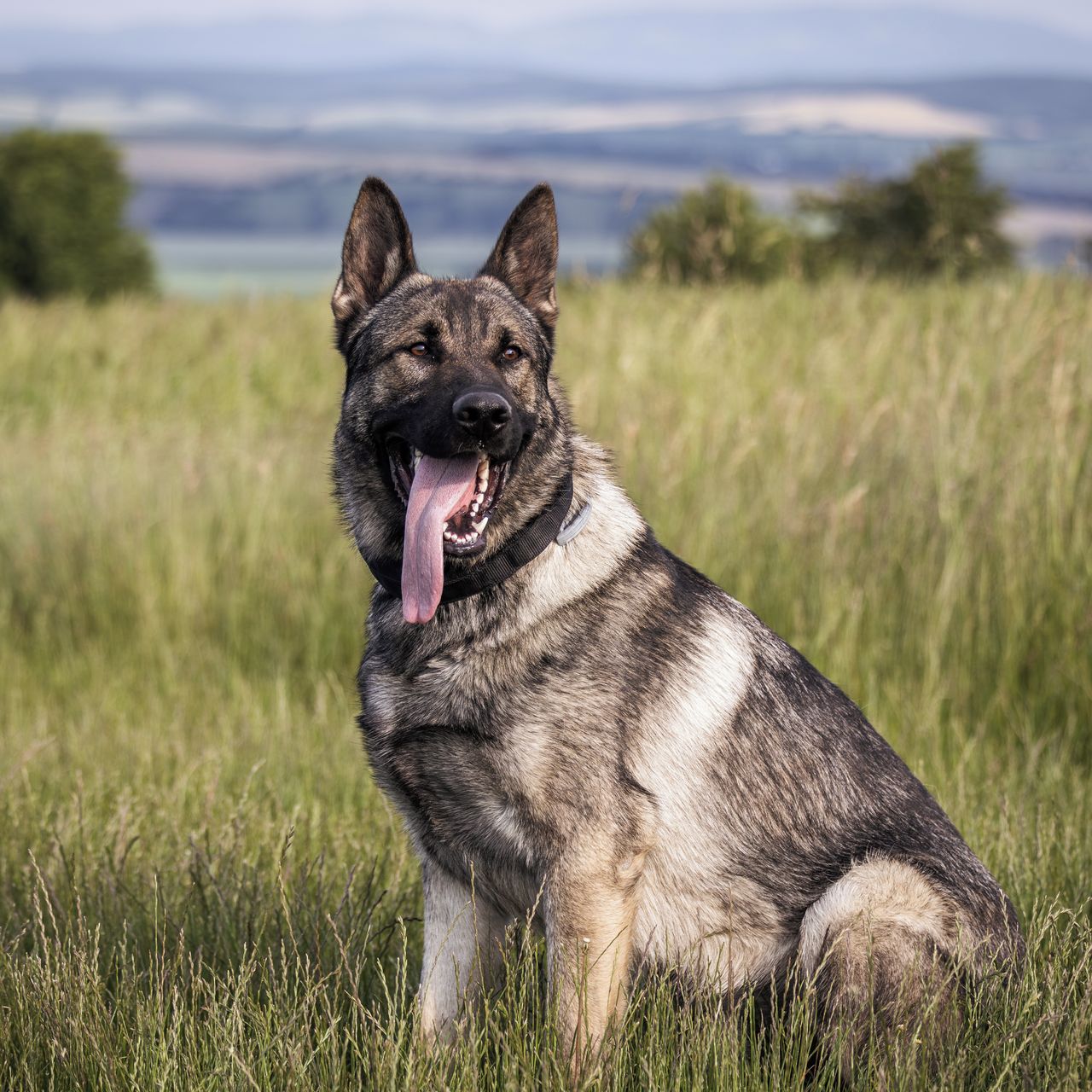 Soutěžní fotografie - Eyron,  Německý ovčák