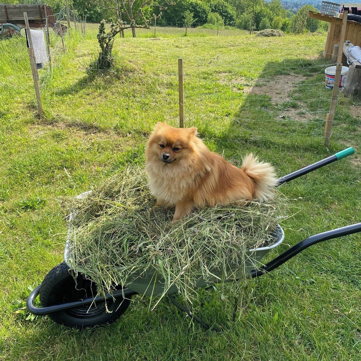 Soutěžní fotografie - Míša,  Německý špic malý