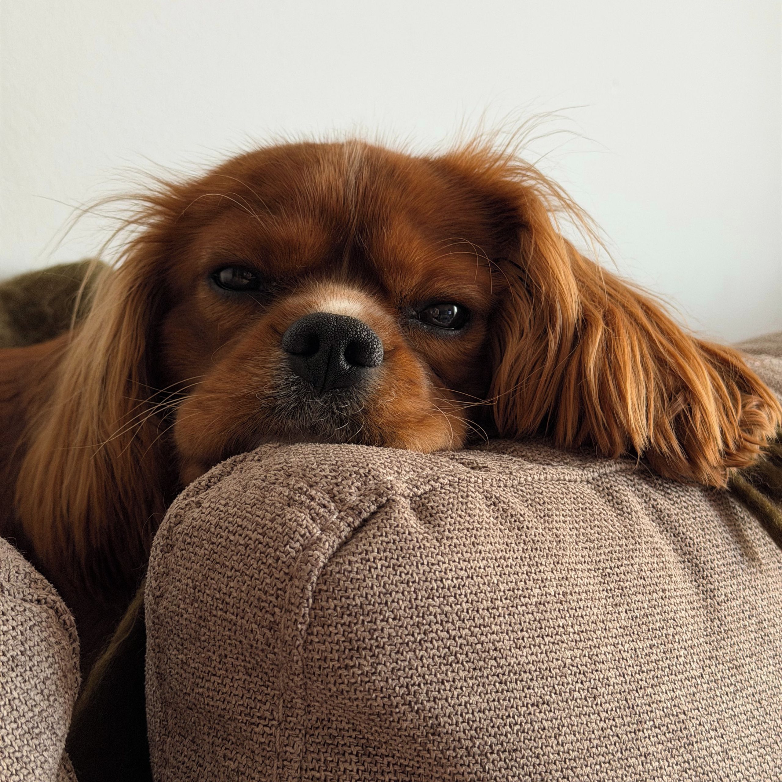 Soutěžní fotografie - Kamil,  Kavalír King Charles španěl