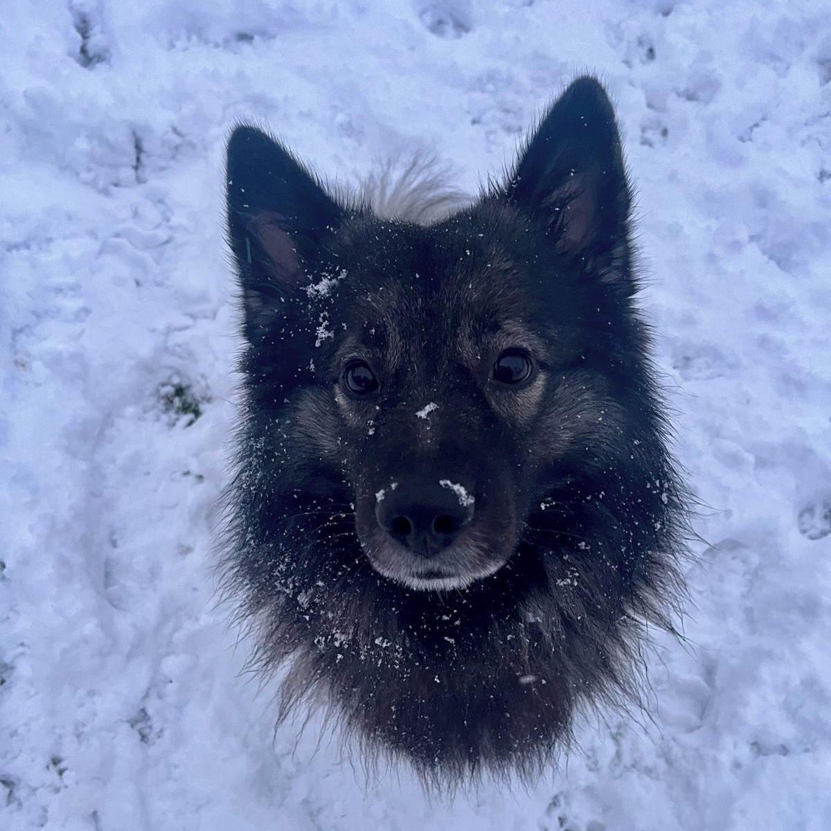 Soutěžní fotografie - Alf,  Německý špic vlčí