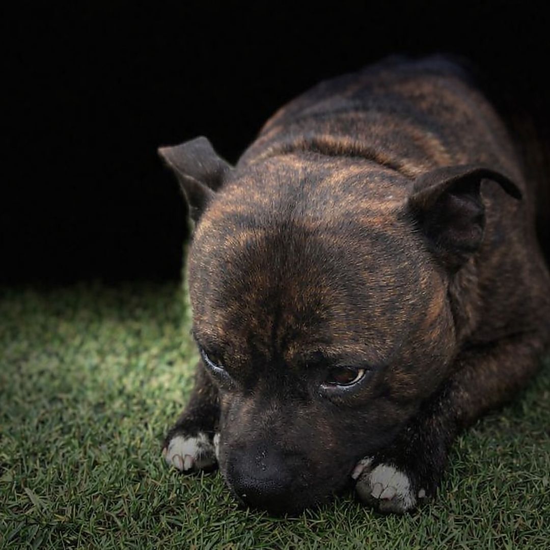 Soutěžní fotografie - Belzebub,  Stafordšírský bullterier