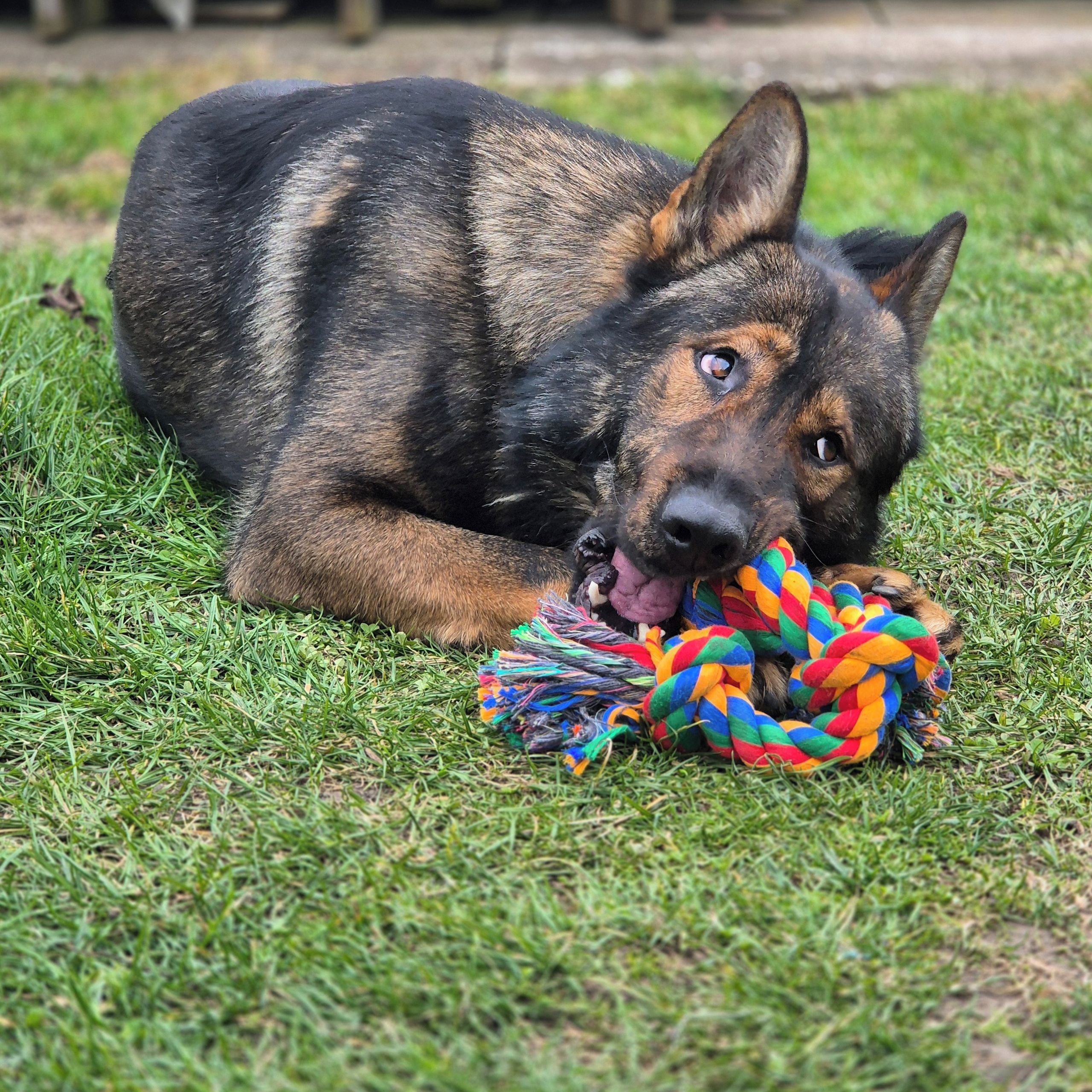 Soutěžní fotografie - Rex,  Německý ovčák