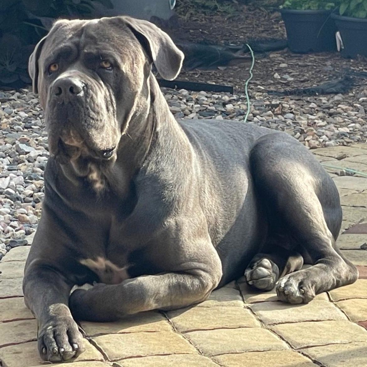 Soutěžní fotografie - Akim,  Italský corso pes