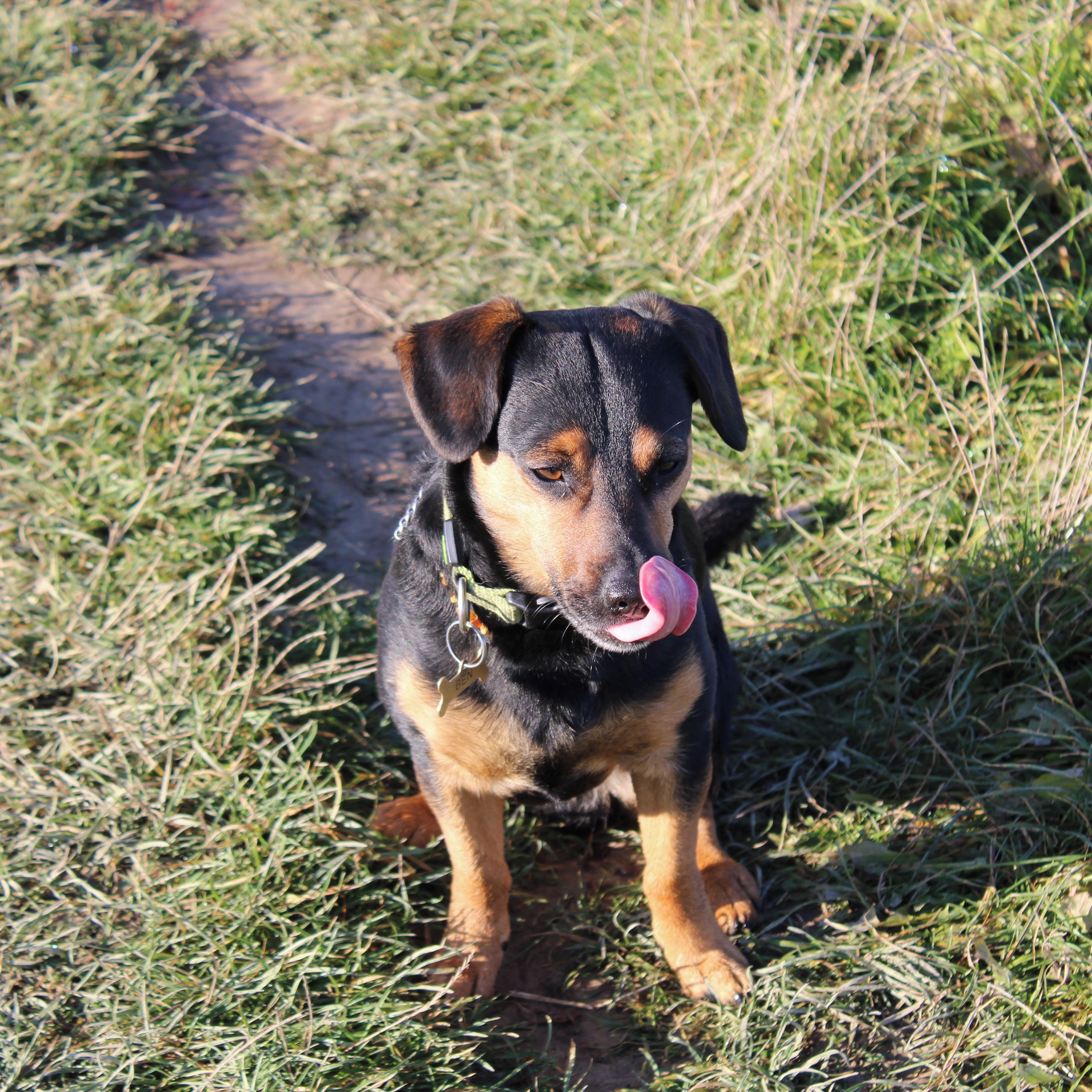 Soutěžní fotografie - Ben,  Ostatní