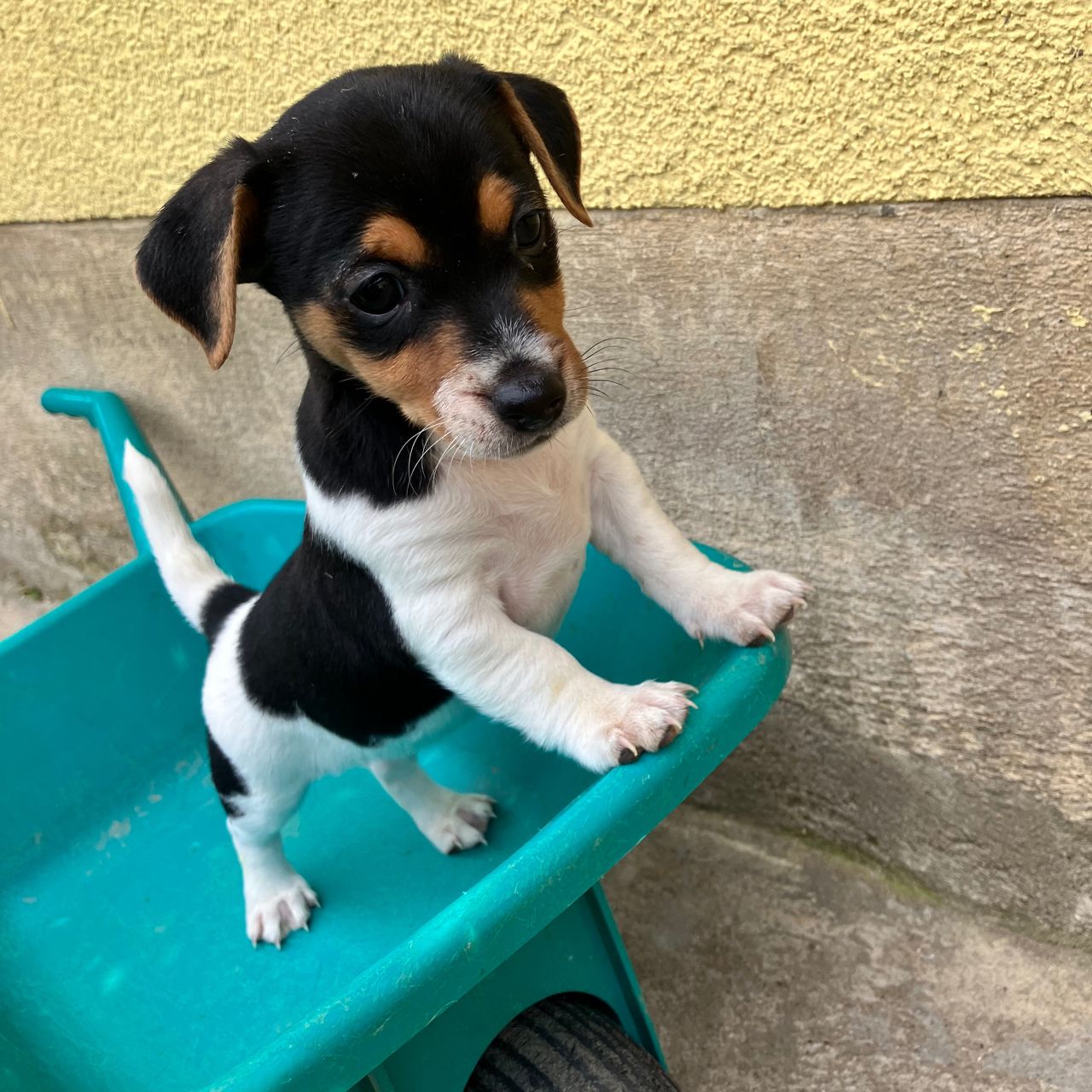 Soutěžní fotografie - Betina,  Jack Russell Teriér