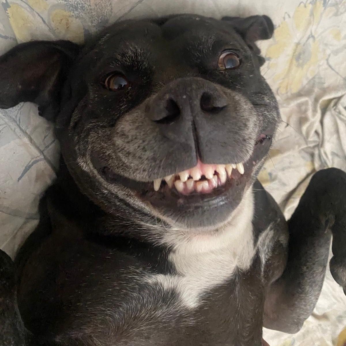 Soutěžní fotografie - Braya,  Ostatní