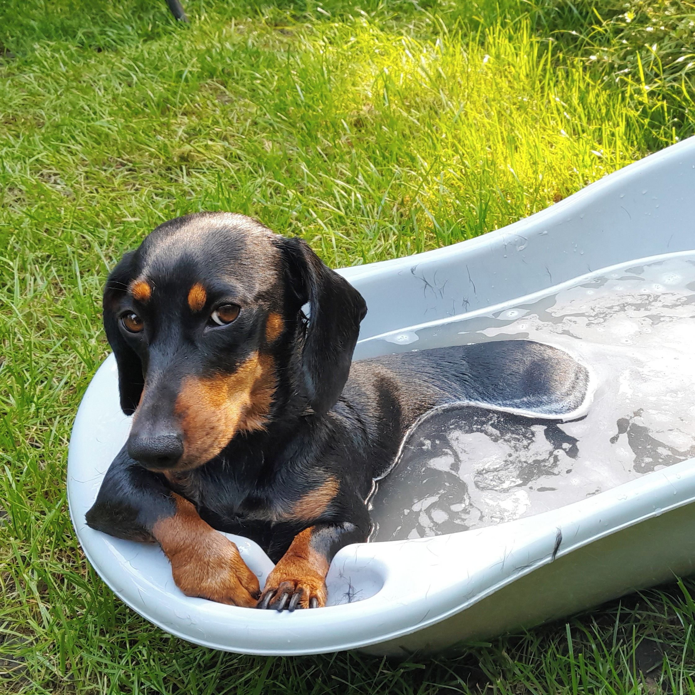 Soutěžní fotografie - Becky,  Jezevčík