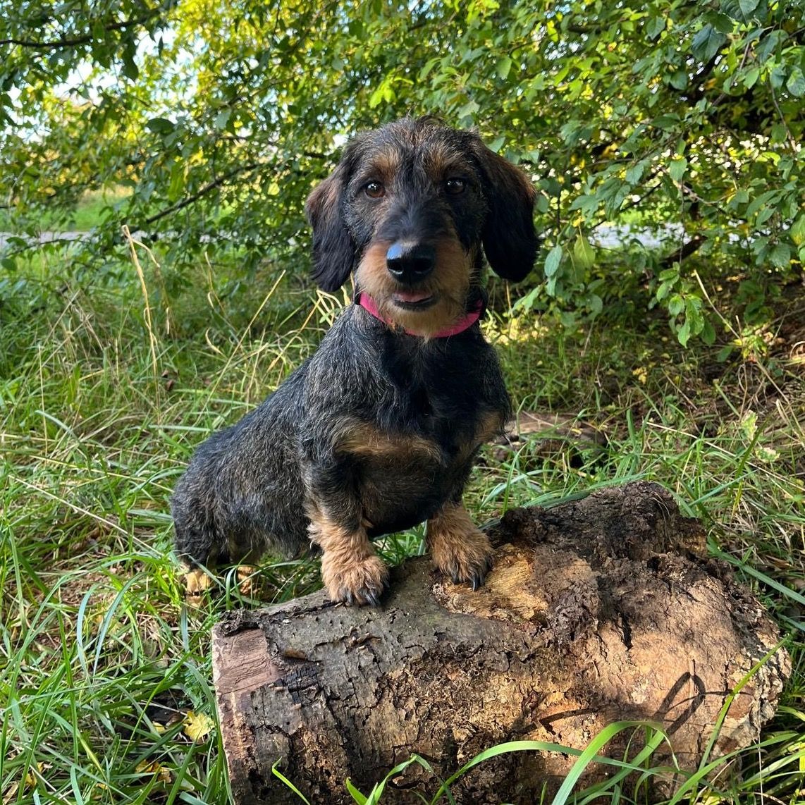 Soutěžní fotografie - Agata,  Jezevčík