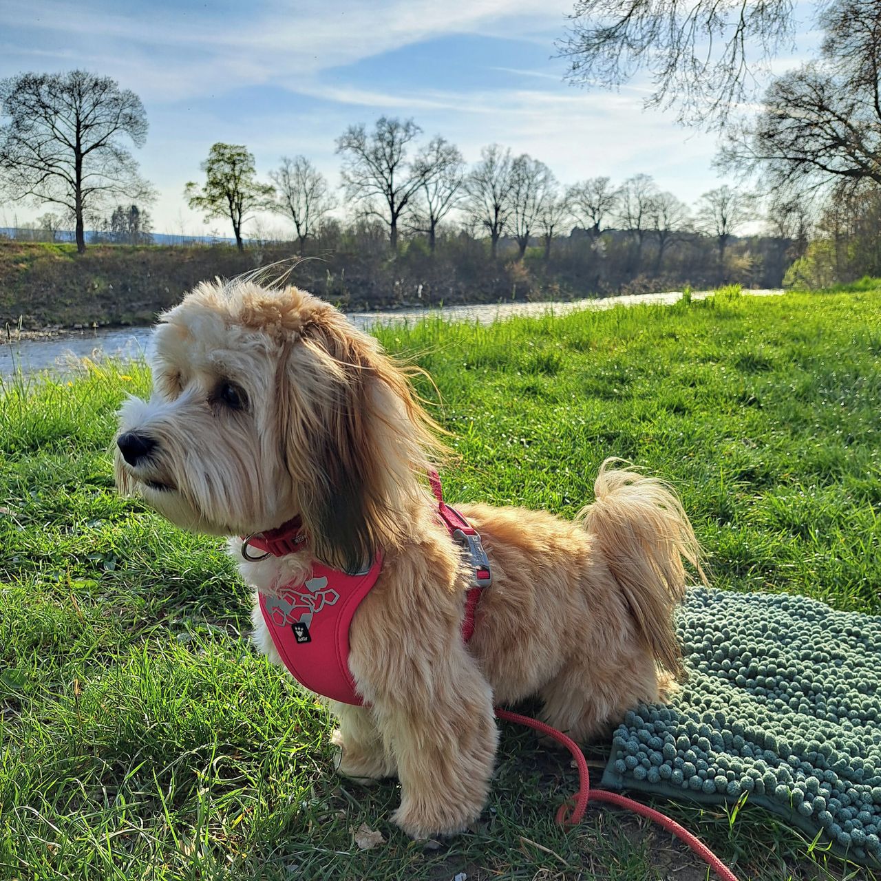Soutěžní fotografie - Vinnonka,  Havanský psík
