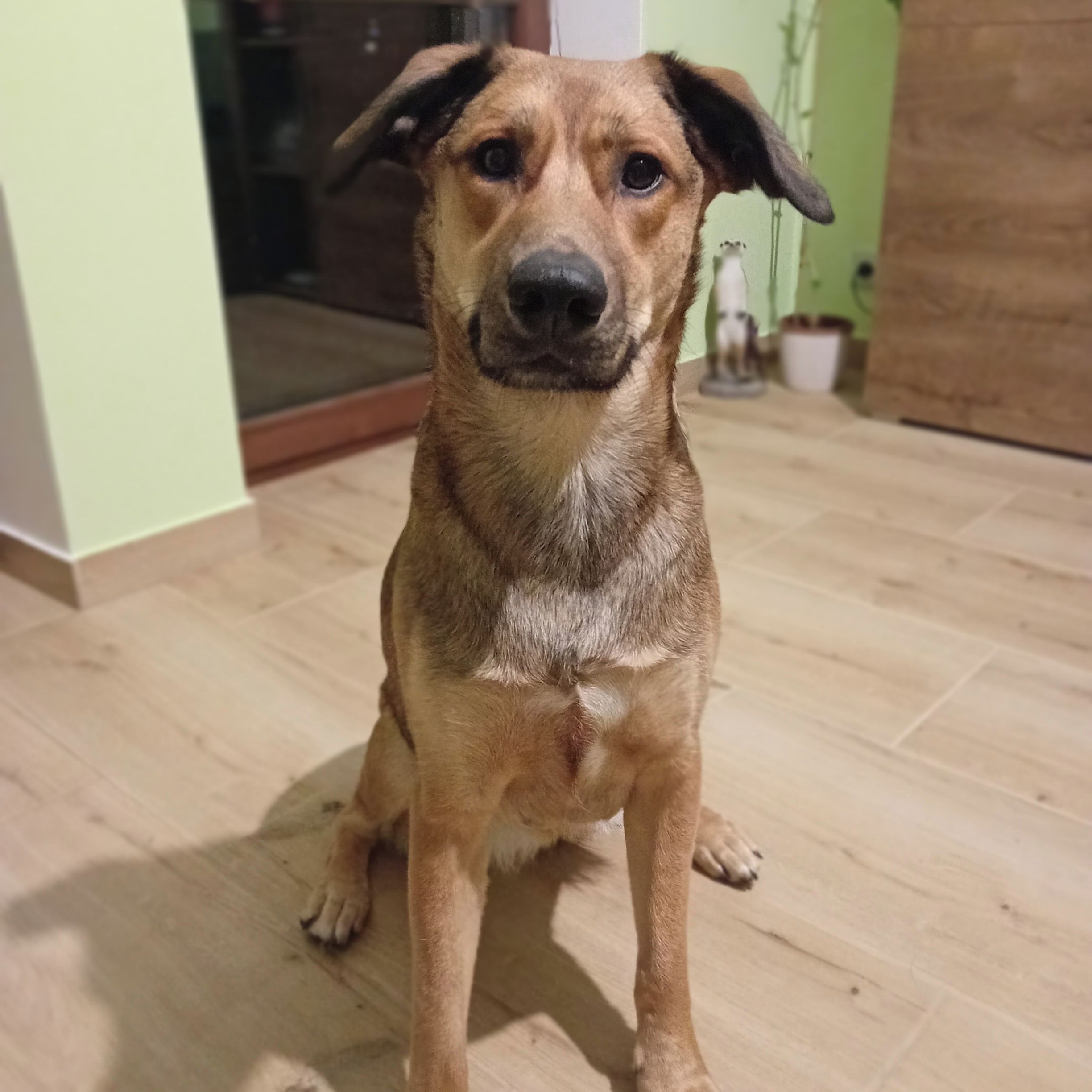 Soutěžní fotografie - Betynka,  Ostatní