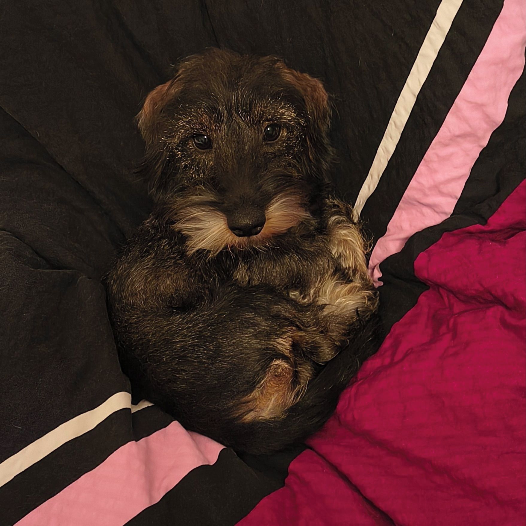 Soutěžní fotografie - Bertík,  Jezevčík