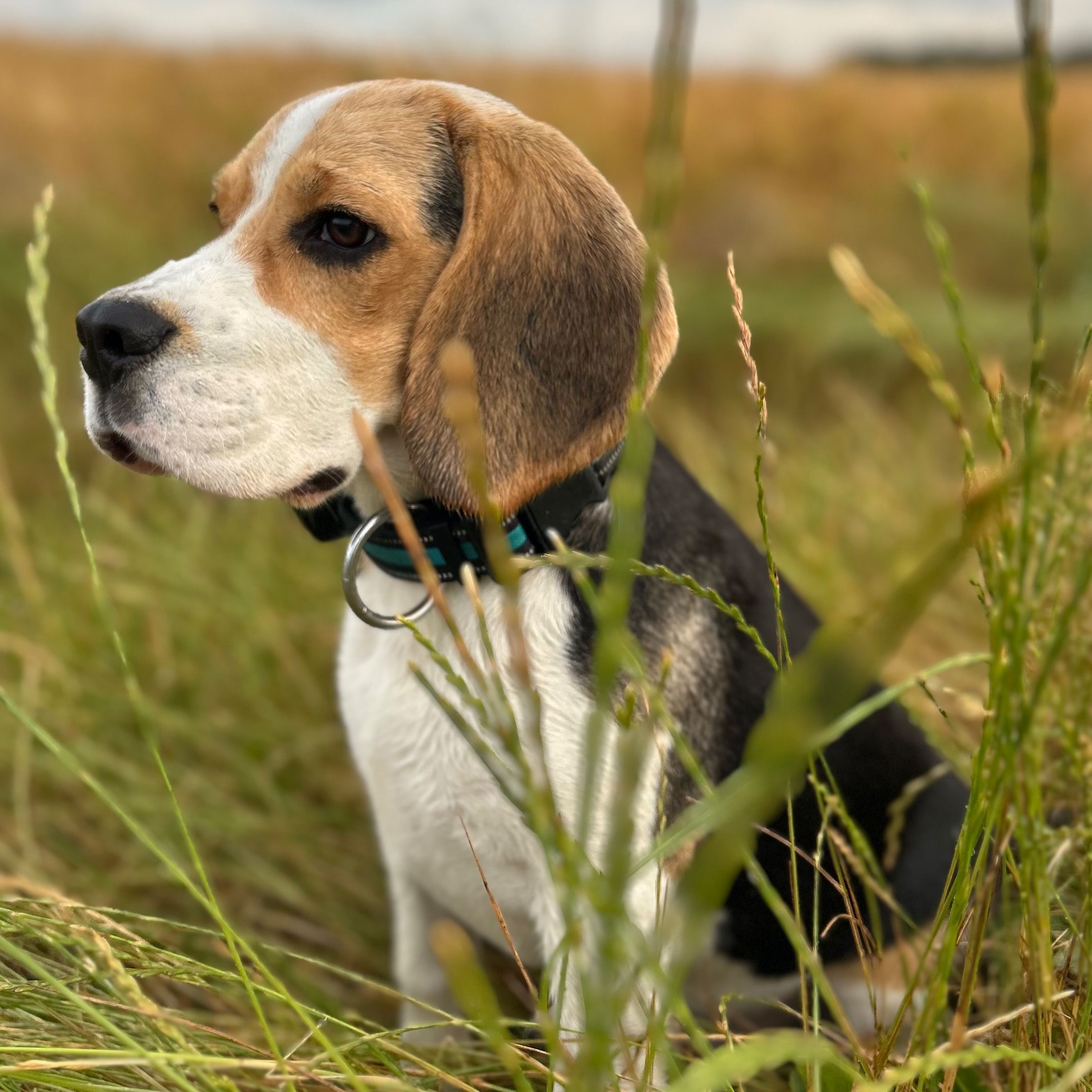 Soutěžní fotografie - Uscher Mantis,  Beagle