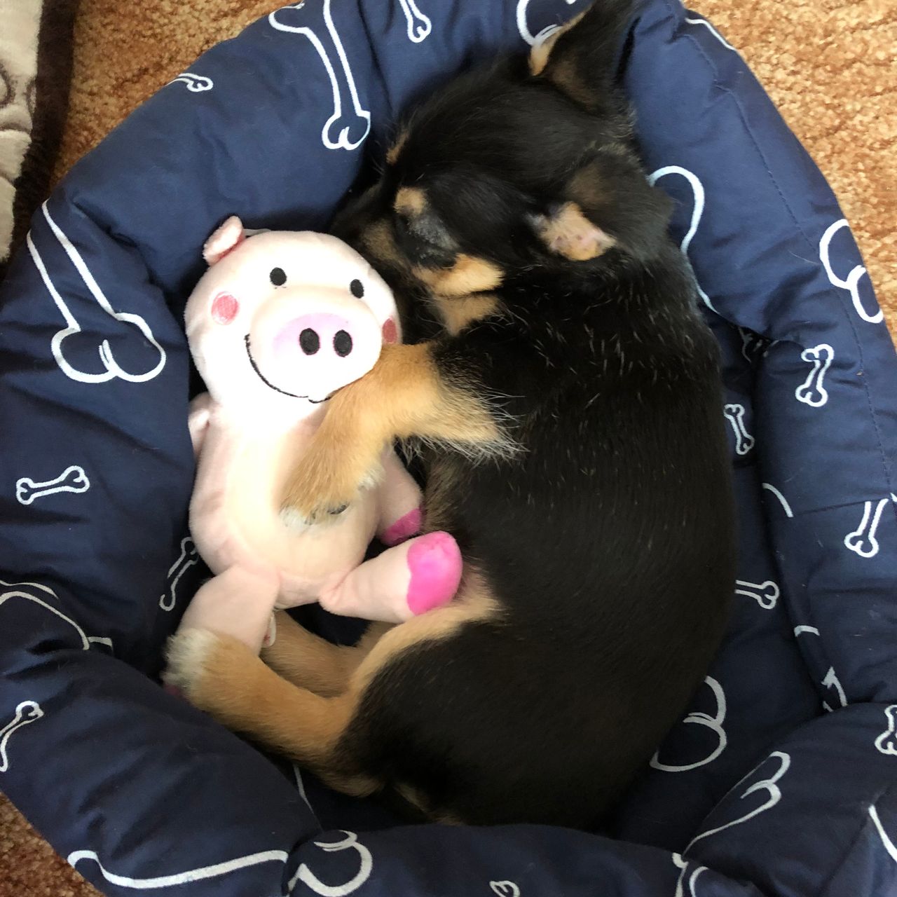 Soutěžní fotografie - Bertík,  Ostatní