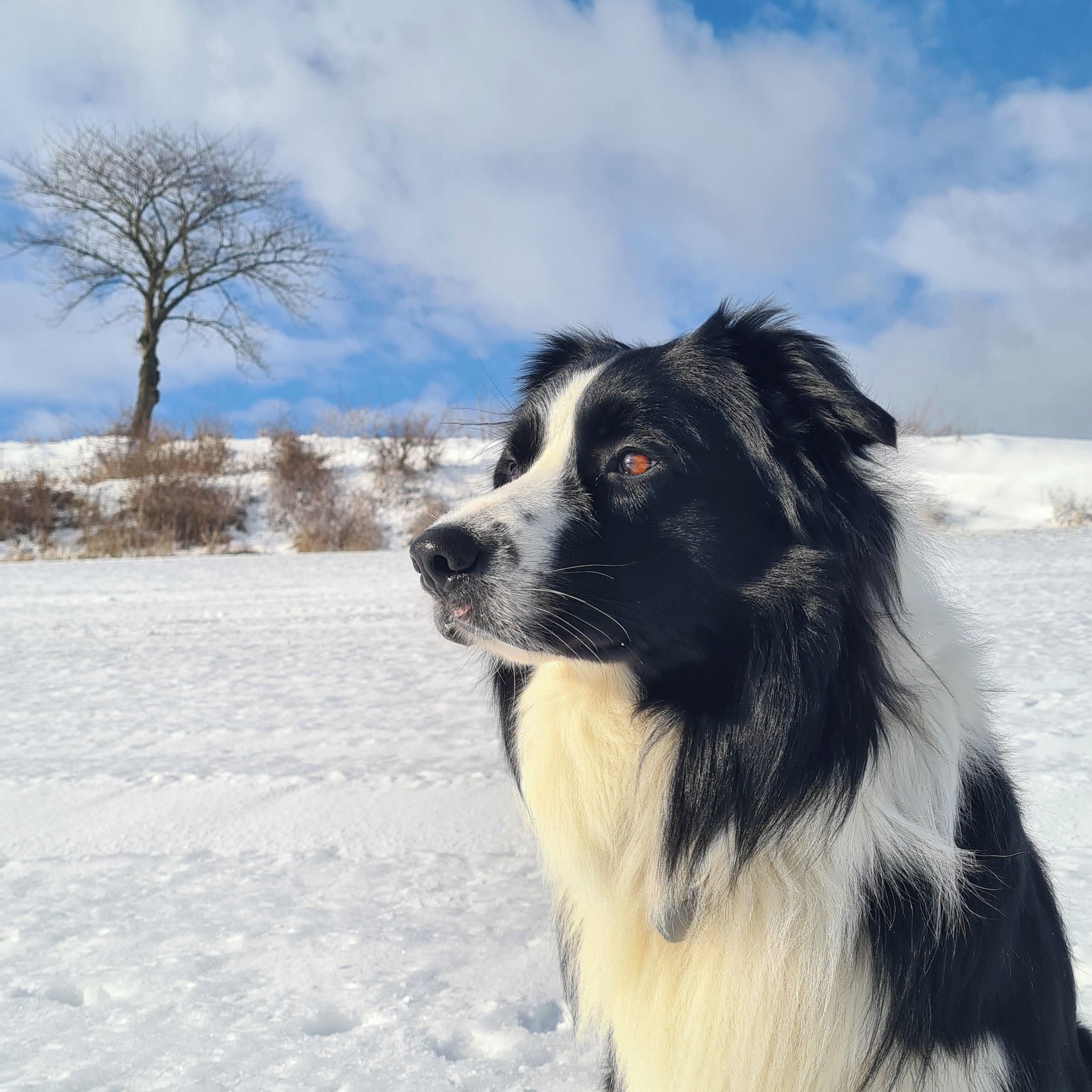 Soutěžní fotografie - NERO,  Border kolie