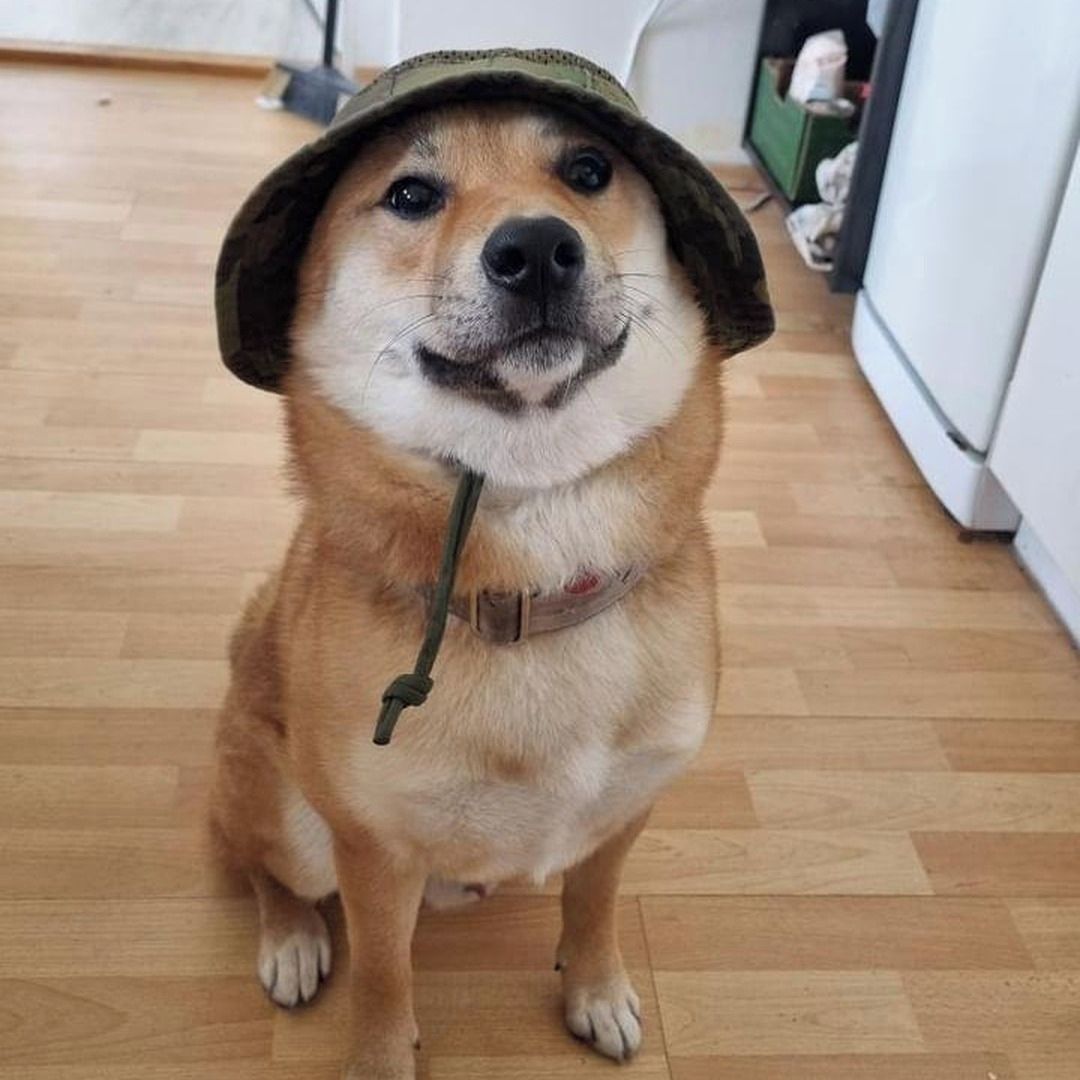 Soutěžní fotografie - Štábní Hafmistr Jojo,  Shiba