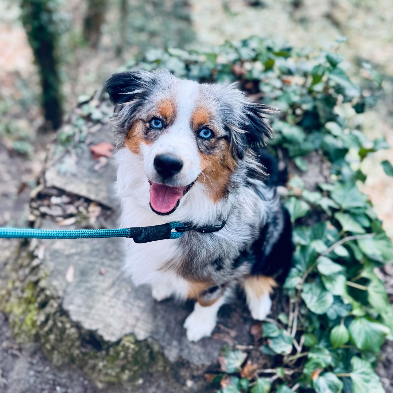 Soutěžní fotografie - Riky,  Miniaturní americký ovčák